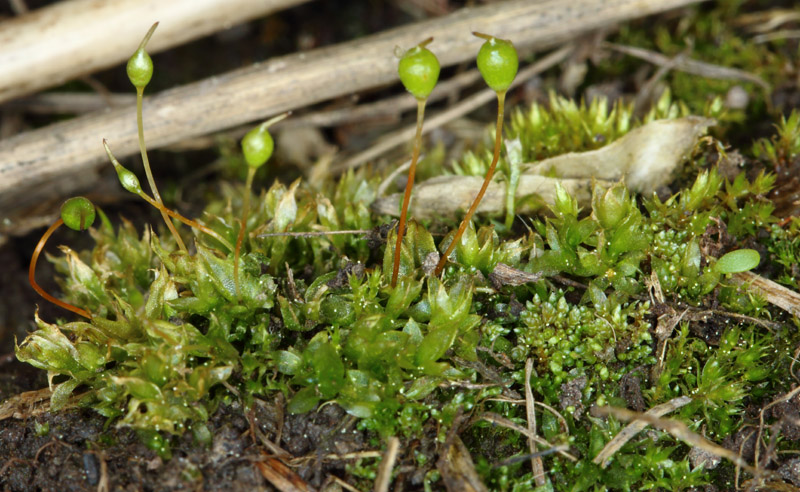 Tortula truncata